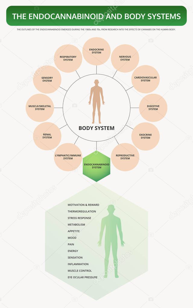 Endocannabinoid and Body Systems vertical textbook infographic
