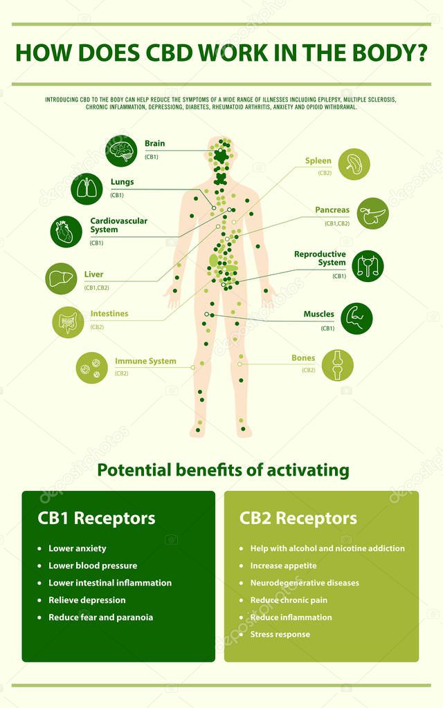 How Does CBD Work in the vertical infographic