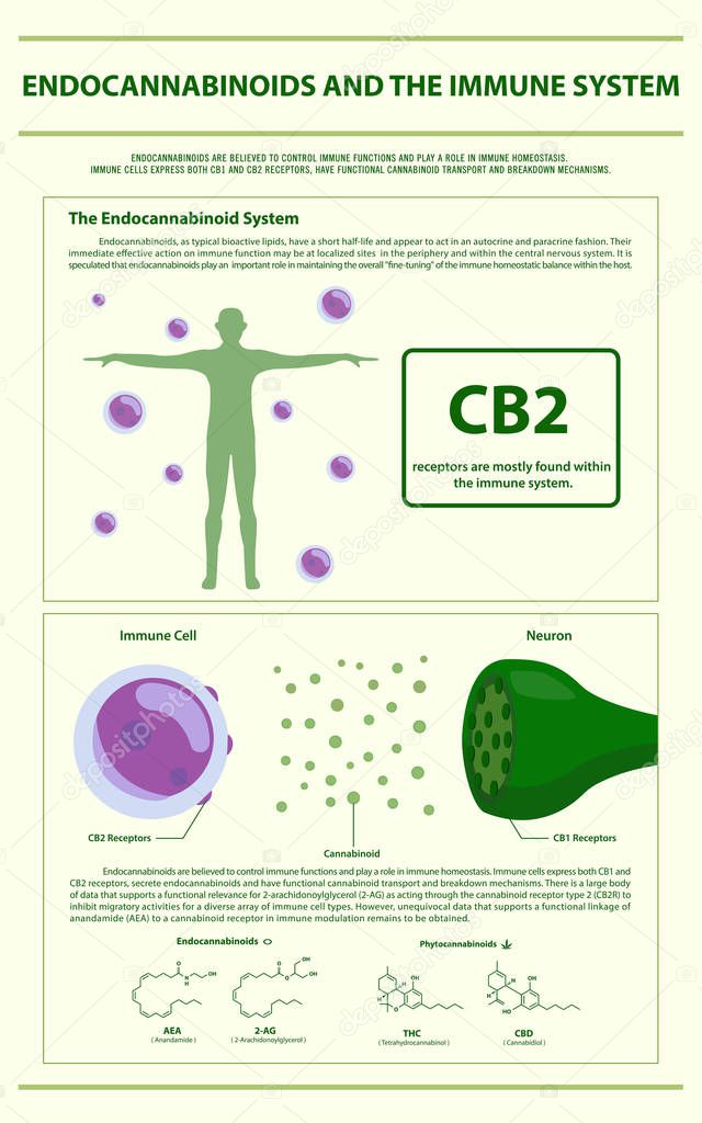 Endocannabinoids and the Immune System vertical infographic