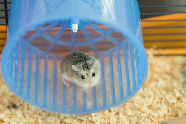 Dvärg Roborovski Hamster Spinning Wheel — Stockfoto