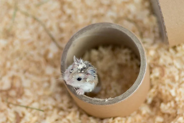 roborovski hamster bedding