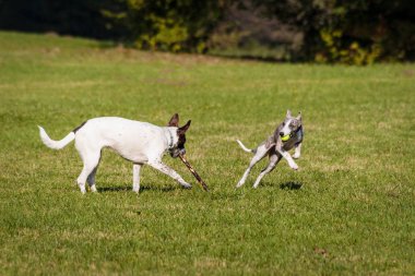 İki köpek parkta oynuyor