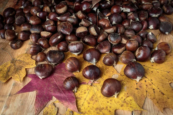 Pilha Castanhas Folhas Bordo — Fotografia de Stock