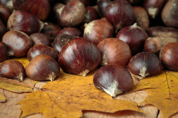 Pilha Castanhas Folhas Bordo — Fotografia de Stock