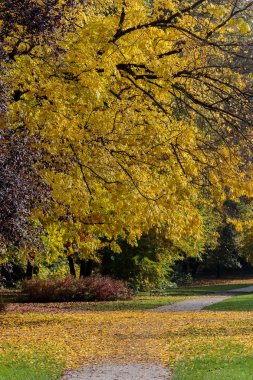 Yellow colors of autumn in park