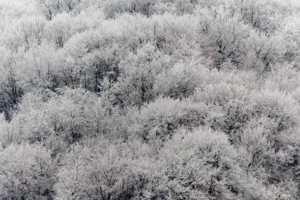 Geada Inverno Árvores Galhos Fundo Inverno — Fotografia de Stock