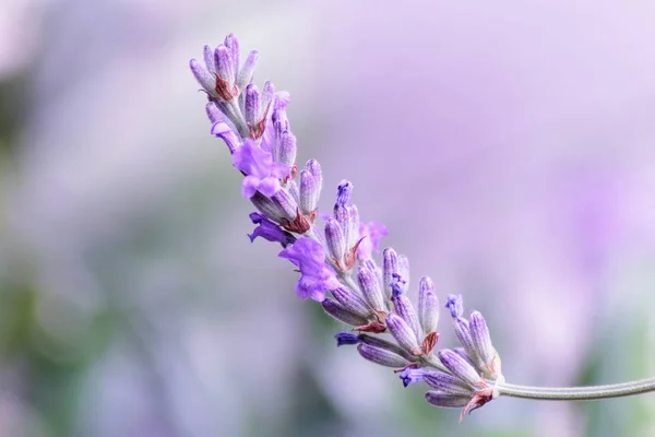 Flowers Lavender — Zdjęcie stockowe