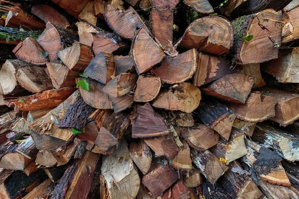 Chopped wooden logs in forest