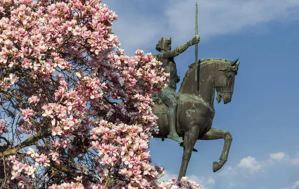 Статуя Короля Томислава Дерево Магнолии Цвету Загреб Хорватия — стоковое фото