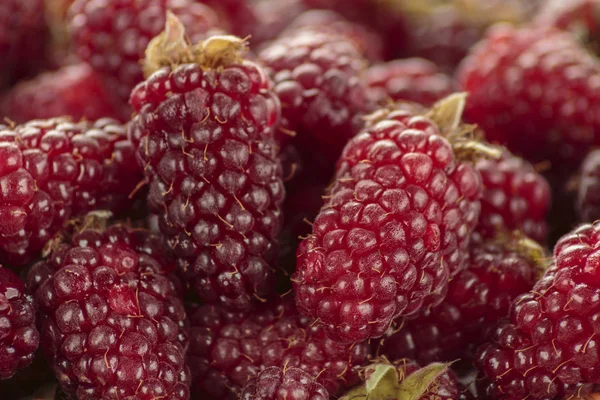 Tayberry Hybrid Raspberries Blackberries — Stock Photo, Image
