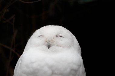 White  Snowy owl head close up clipart
