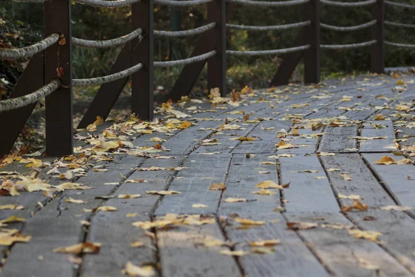 Wooden path autumn background