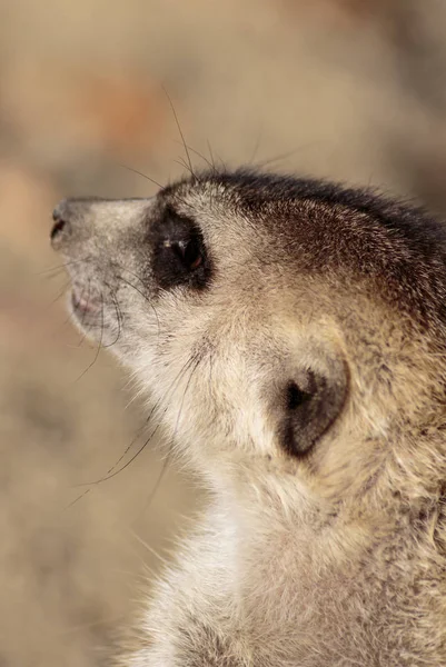 Meerkat Head Close — Stock Photo, Image
