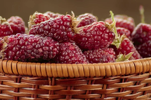 Tayberry Hybrid Raspberries Blackberries Wicker Basket — Stock Photo, Image