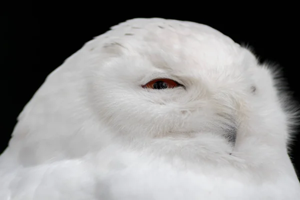 Weißer Schneeweißer Eulenkopf Aus Nächster Nähe — Stockfoto