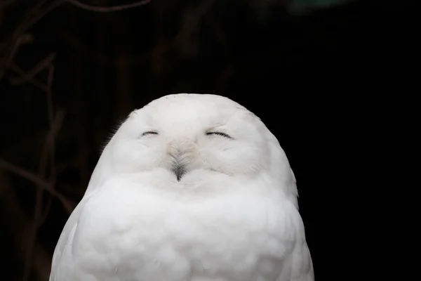 White Snowy Owl Head Close — Stock Photo, Image