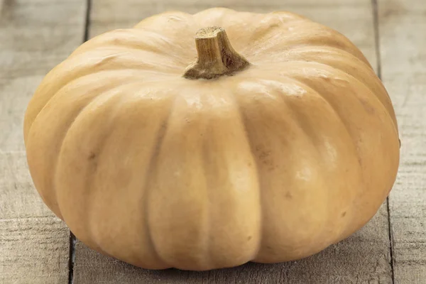 Butterkin Squash Brand New Variety Winter Squash — Stock Photo, Image