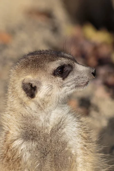 Meerkat Head Close — Stock Photo, Image