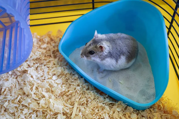 Hamster Inuti Sin Bur Sitter Sin Sandlåda — Stockfoto