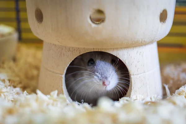 Hamster Seinem Käfig Versteckt Seinem Schloss Haus — Stockfoto