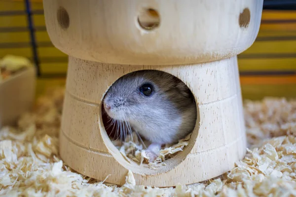 Hamster Inne Hans Bur Gömmer Sig Hans Slott Hus — Stockfoto