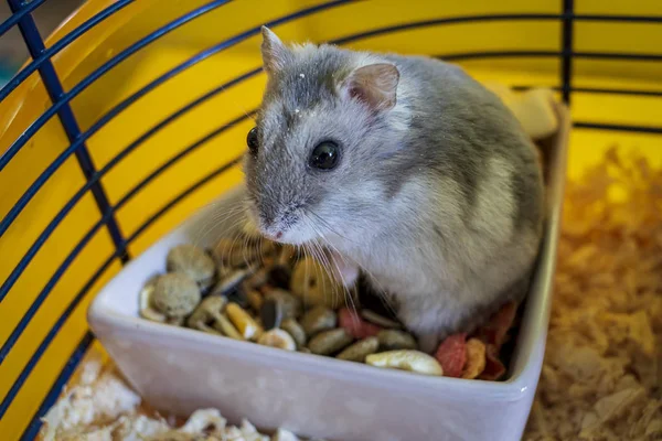 Hamster Dentro Sua Gaiola Sentado Tigela Comida — Fotografia de Stock