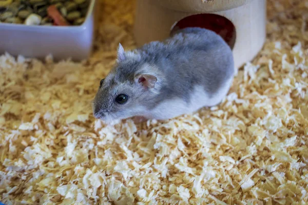 Hamster Inuti Sin Bur Sågspån — Stockfoto