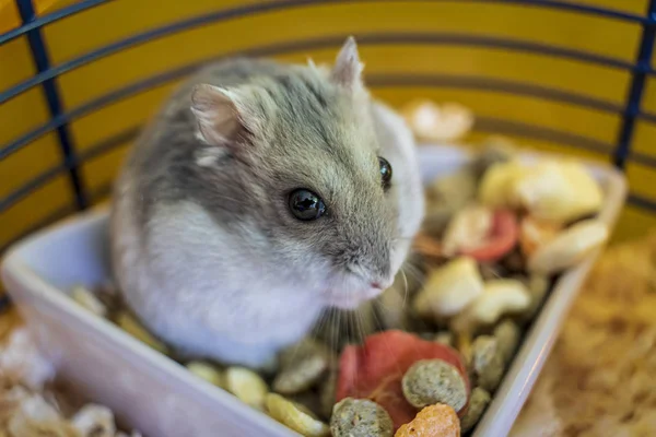 Hamster Inuti Sin Bur Sitter Skålen Med Mat — Stockfoto