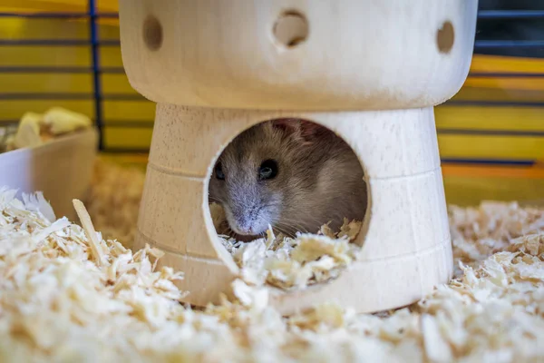 Hamster Inne Hans Bur Gömmer Sig Hans Slott Hus — Stockfoto