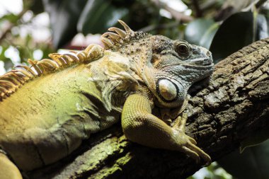 bir ağaç dalı yeşil iguana.