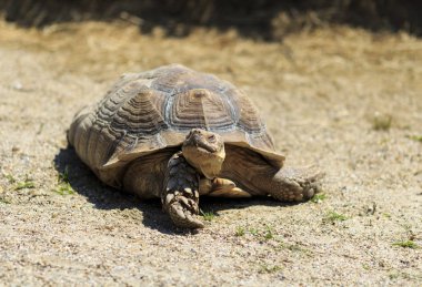  Kaplumbağa bir kum üzerinde yavaş yavaş yürüyor ve etrafa bakıyor