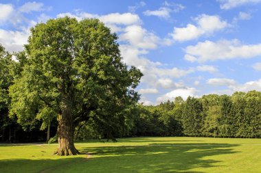 Maksimir parkı sabah güneşinde en eski ağaç