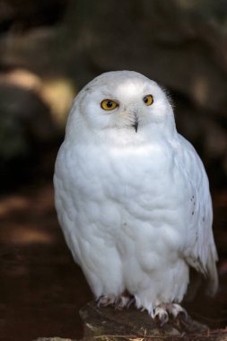 White Snowy owl sitting and watching around clipart