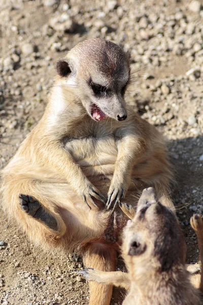 Young Male Meerkat Sittind Playng His Brother — Stock Photo, Image