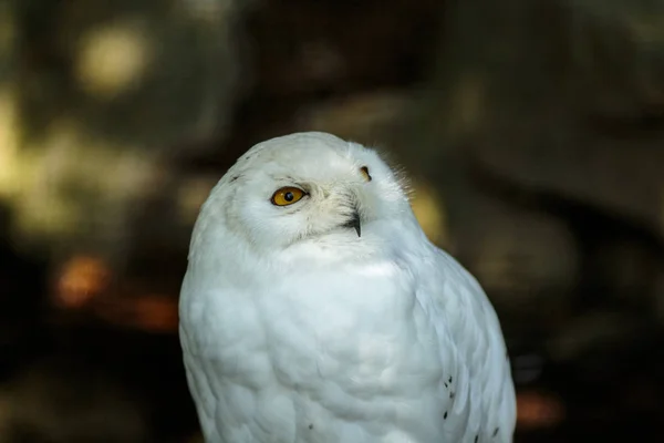 Weißer Schneeweißer Eulenkopf Aus Nächster Nähe — Stockfoto