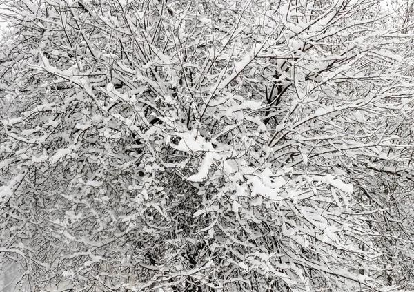 stock image Branches covered with snow