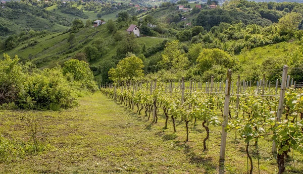 Svetonedeljski Breg Está Situado Cerca Del Casco Antiguo Samobor Lleno — Foto de Stock