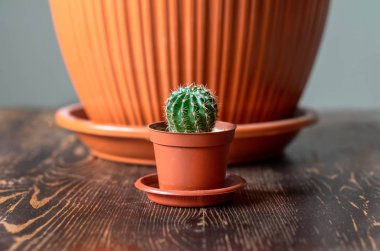 Küçük bir kaktüs büyük bir tencereye karşı ahşap bir masa üzerinde duruyor.