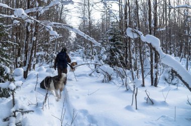 Adam kışın iki kurt köpeğiyle kayakla ava gider.