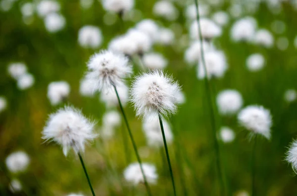 White Flowers Green Grass Background — Stock Photo, Image