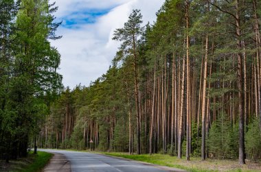 İlkbaharda çam ormanı. Asfalt yol