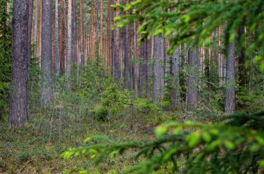 Baharda çam ormanı.