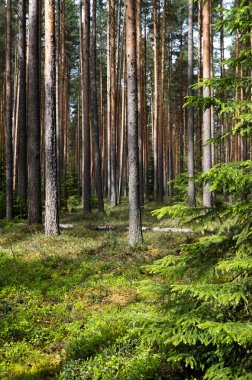 Baharda çam ormanı.
