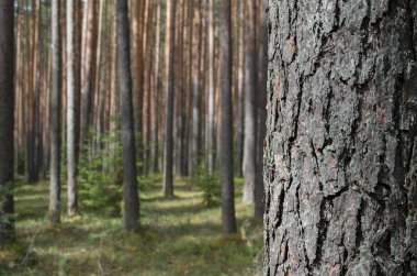 Baharda çam ormanı.