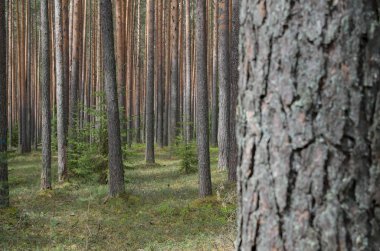 Baharda çam ormanı.
