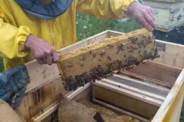 Bir adam kovan çerçevesinden bal ve arılarla çıkıyor..