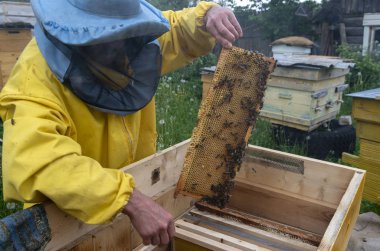 Bir adam kovan çerçevesinden bal ve arılarla çıkıyor..