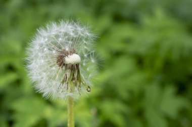 Çimenler arasında çok sayıda çiçek açan karahindiba.