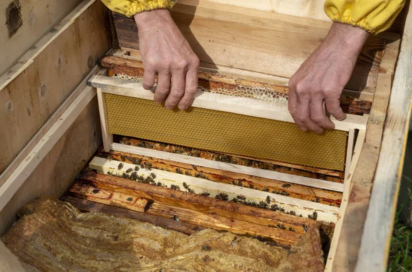A man pulls out of the hive frame with honey and bees. — Stock Photo, Image