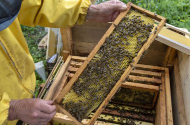 Bir adam kovan çerçevesinden bal ve arılarla çıkıyor..